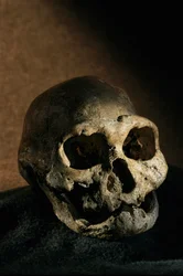 Homo erectus Schädel, zahnlos, Dmanisi, Georgien Homo Erectus Fundstätte