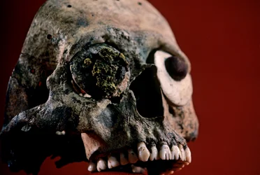 Schädel mit gefeilter Zähnen, Azteken, Mexiko, Templo Mayor