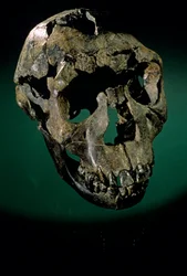 Turkana-Junge, Kenia, West-Turkana, See Turkana, KNMER-WT15000, H. erectus, Nariokotome, 2008
