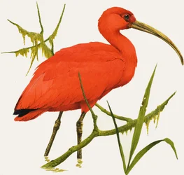 I für Ibis