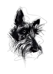 Ausdrucksstarke Skizze eines Scottish Terriers