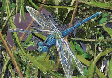 Blaue Libelle