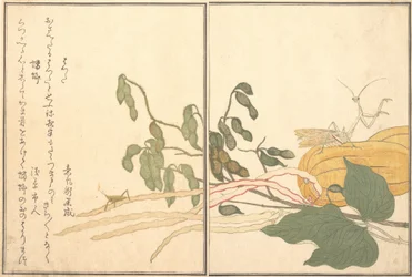 Kegelkopfschrecke oder Heuschrecke, batta, Gottesanbeterin Toro oder Kamakiri..., 1788