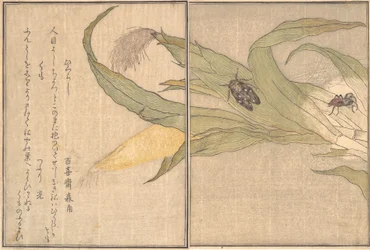 Abendzikade, Higurashi, Spinne, Kumo..., 1788