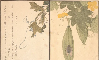 Grashüpfer Kirigirisu, Zikade Semi..., 1788