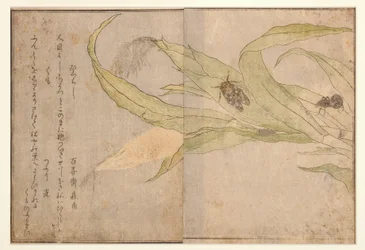 Higurashi und Spinne, 1788 (Holzschnitt)