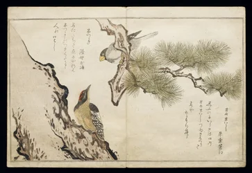 P.332-1946 Vol.1 f.3 Kernbeißer und ein Specht, aus einem Album 