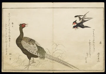P.332-1946 Vol.1 f.6 Paar Schornsteinschwalben und ein grüner Fasan, aus einem Album 