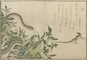 Schlange und Eidechse, 1788