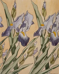 Iris, 1898