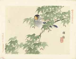Grau-blauer Vogel