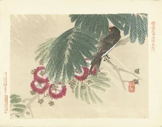 Schwalbe. Baireis Blumen- und Vogelskizzen
