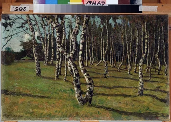 Auf dem Land. Birkenwald.