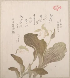 Hotei-Blumen
