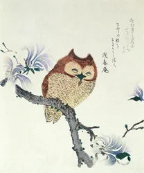 Eule auf einem Magnolienzweig