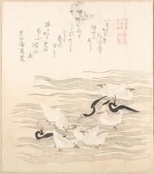Möwen spielen auf dem Wasser