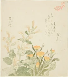 Die Gemeine Ringelblume und Die Rajoman-Blumen