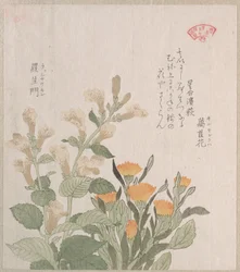 Die Gewöhnliche Ringelblume und die Rajoman-Blüten