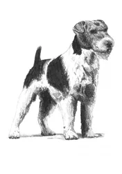 Wachsamer Foxterrier