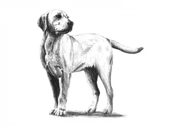Aufmerksame Hundeskizze