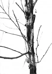 Kahler Winterbaum
