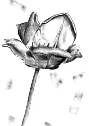 Schwarz-weiße Tulpenzeichnung