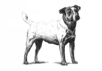 Klassische Terrier-Zeichnung