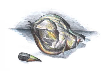 Zerknitterte Blattstudie
