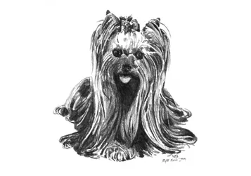 Niedliche Yorkie-Zeichnung