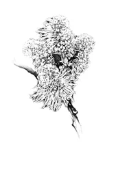 Zarte botanische Zeichnung