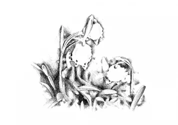 Zarte Frühlingsblüten