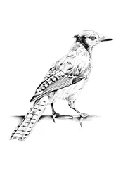 Elegante Blauhäher Skizze