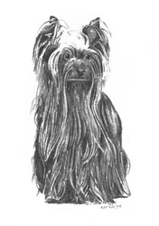 Eleganter Yorkshire Terrier