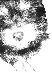 Flauschiges Welpengesicht