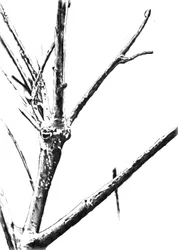 Gefrorene Winterzweige