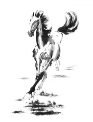 Galoppierendes Wildpferd