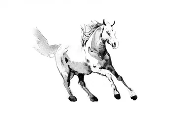 Galoppierendes Wildpferd