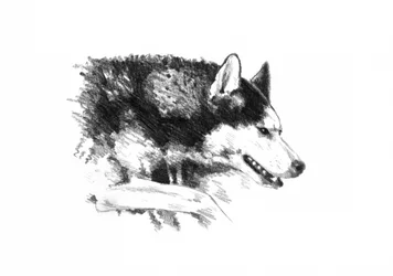Intensives Husky-Porträt