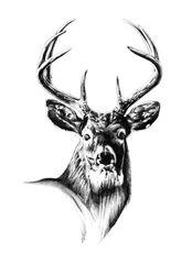 Majestätisches Hirschporträt