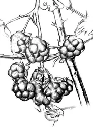 Reife Wildbeeren