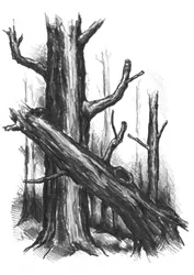 Rustikale Waldskizze