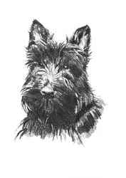Scottish Terrier Porträt
