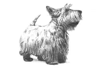 Schottische Terrier-Skizze