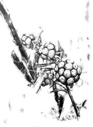 Wildbeeren-Skizze