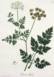 Aethusa Cynapium aus 