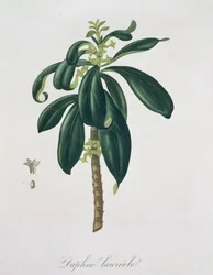 Daphne Laureda aus 