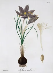Safrankrokus, 1821