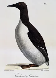 Trottellumme (Uria aalge), aus Voyage pittoresque autour du monde