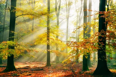 Goldener Wald Sonnenstrahlen