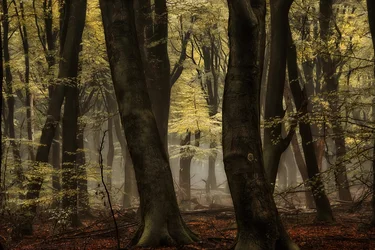 Nebliger Herbstwald